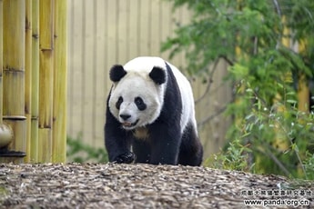 Chart donates cryogenic technology to giant panda research centre