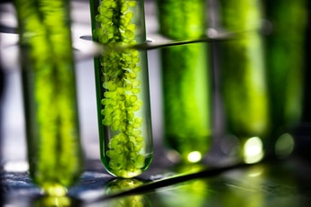 TotalEnergies and Veolia combine forces to develop CO2-based microalgae biofuel