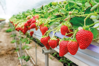 Greenhouse growing with CO2: good for the environment, good for business