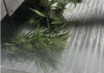 Cryogenic freezing for industrial hemp