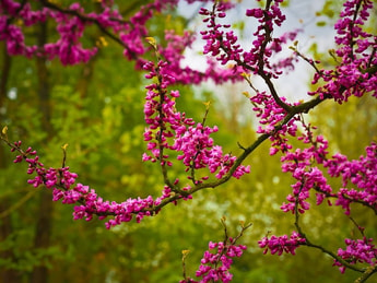 Air Liquide China’s tree planting tradition