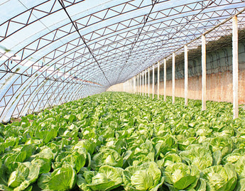 CO2 GRO inks purchase deal with US greenhouse grower