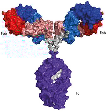 NMR Spectroscopy Breakthrough – NIST Develops “Fingerprinting” for Monoclonal Antibodies