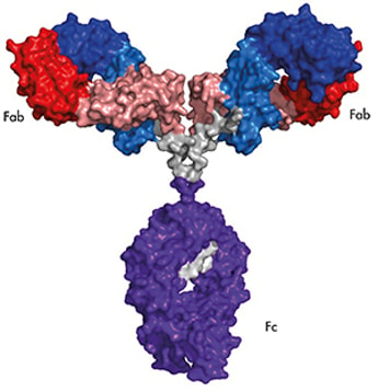 NMR Spectroscopy Breakthrough – NIST Develops “Fingerprinting” for Monoclonal Antibodies