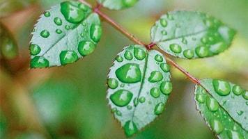 1004592_green