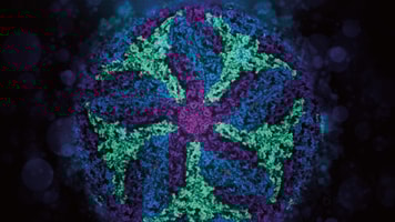 1031494_zikavirus_811649