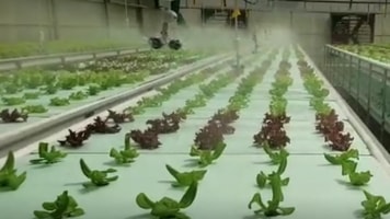 1040735_lettucemisting_727243