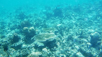 Aquaculture sea