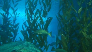 Aquaculture sea