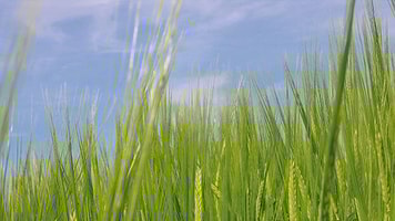 Biofuel green field