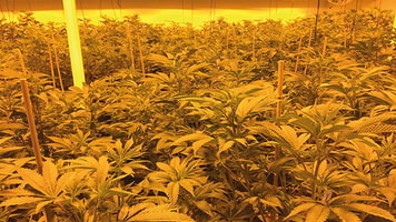 cannabis plants in the eary flowering stage under co2 gas