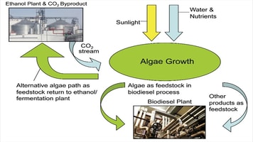 Feedstocks Evolve with the Production of Ethanol