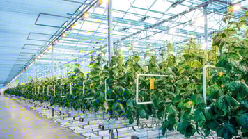 greenhouse grade co2