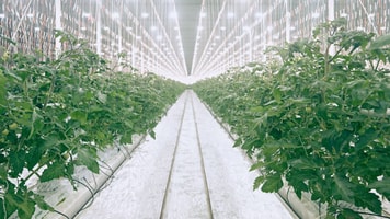 linde greenhouses are an increasing space for co2 usage.