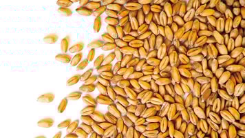 Grain