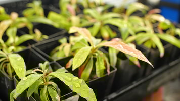 Avocado plants regrown1-r
