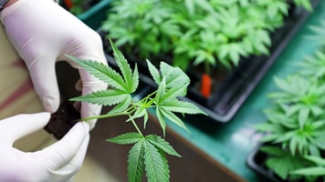 cannabis Indoors marijuana growing, planting cannabis, holding it in a hand_501493168