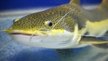 Catfish