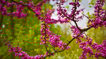 Chinese judas tree 1367913 960 720