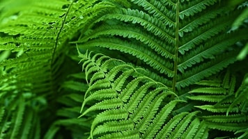 fern-3407233_960_720