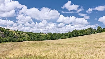 Green fields