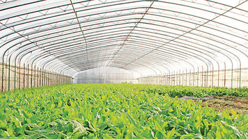 greenhouse CO2 oxygen green