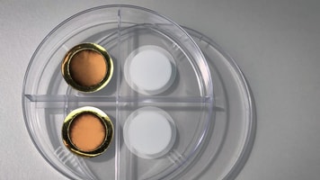 MIT-Gated-Membranes-01-PRESS_0