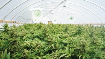 RGB 96_Large Indoor Marijuana Commercial Growing Operation With Fans, Greenhouse, Equipment For Growing High Quality Herb. Cannabis Field Growing For Legal Recreational Use