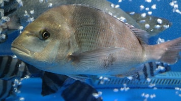Sea bream 269679 960 720