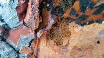 Tree damage caused by pine wood nematode - a quarantine pest_RGB