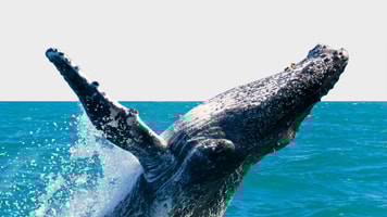 Whale