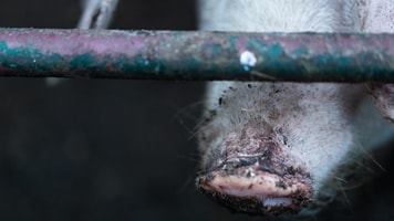 White pigs in village home back yard. Horizontal close up - Image