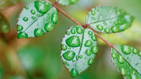 1004592_green