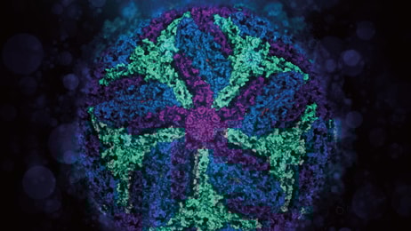1031494_zikavirus_811649