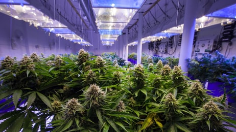1036421_cannabisisgrownunderartificiallight_745194