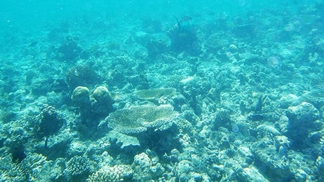 Aquaculture sea