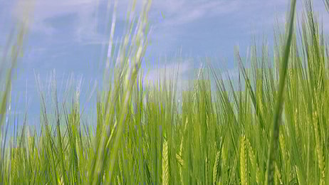 Biofuel green field