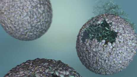p22 hyd a new biomaterial