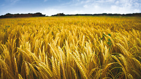 Biofuel