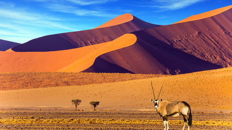 An Oryx in the desert