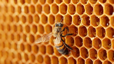 beehive-up-close2