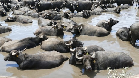 buffalo-3499663_960_720