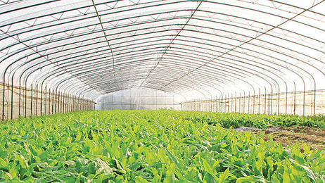 greenhouse CO2 oxygen green