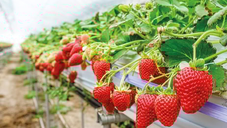 Strawberries