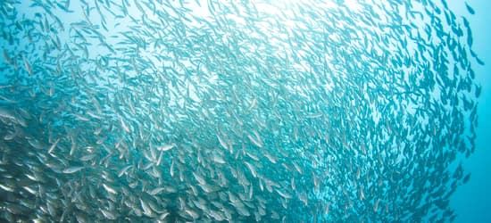 In focus… developments in aquaculture