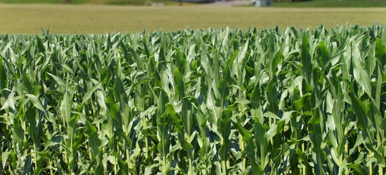 ENGIE expands biomethane presence in Europe with Ixora Energy buy-out