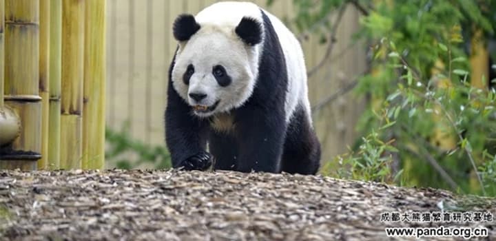 Chart donates cryogenic technology to giant panda research centre