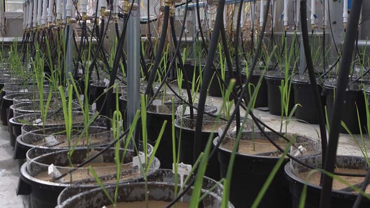 Developing the Climate Ready Crops of the Future