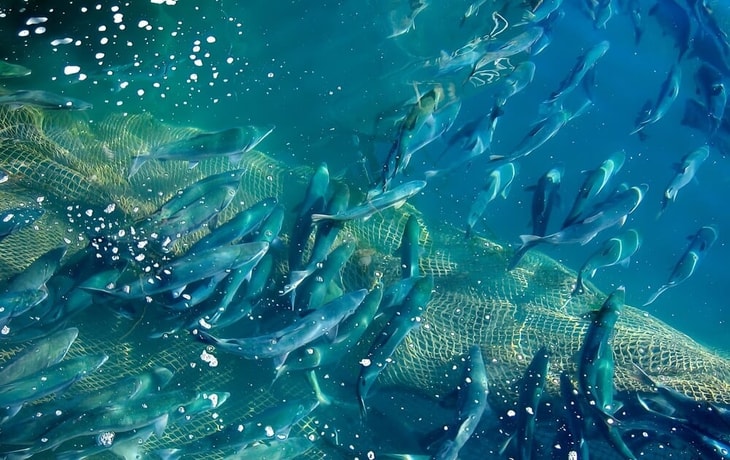 Could aquaponics grow the market in aquaculture?