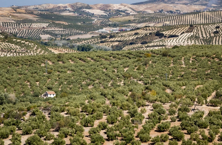 Moeve to invest €600m in 30 Spain biomethane plants
